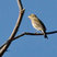 Purple Finch